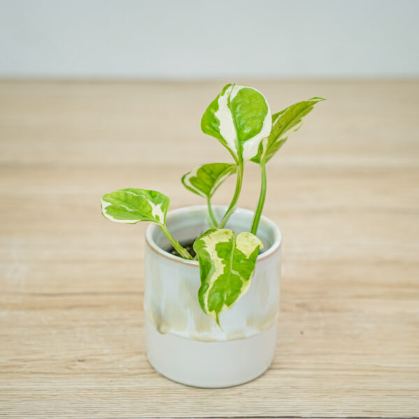 epipremnum-njoy-baby epipremnum-njoy-baby
