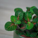 fittonia-fortissimo-bubble-red