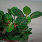 fittonia-fortissimo-bubble-red
