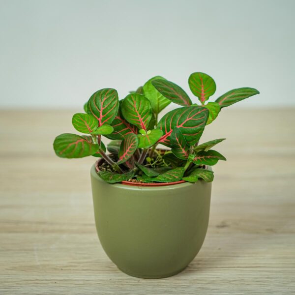 fittonia-fortissimo-bubble-red