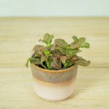 fittonia-pink-vein
