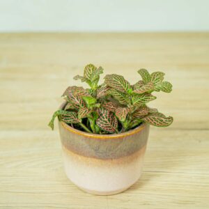 fittonia-pink-vein