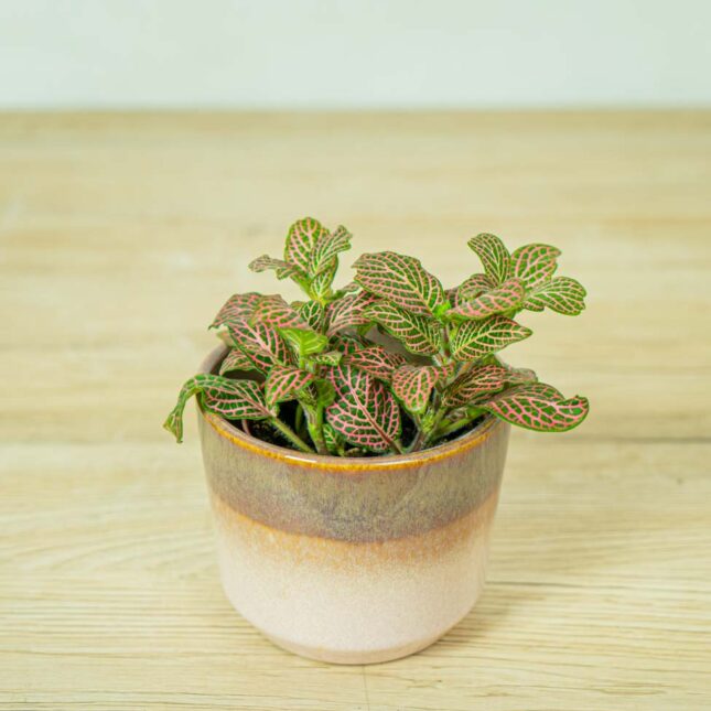 fittonia-pink-vein