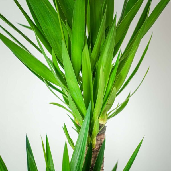 juka-yucca (3) juka-yucca