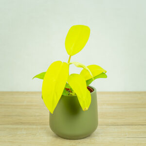 philodendron-lemon-lime-malay-gold