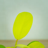 philodendron-lemon-lime-malay-gold