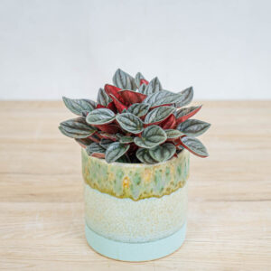 peperomia-santorini