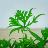 paproc-doryopteris-pedata