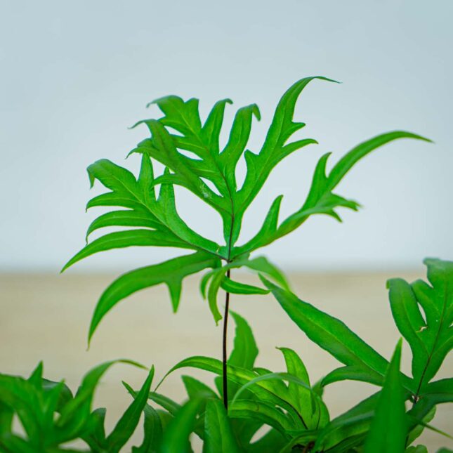 paproc-doryopteris-pedata (2) paproc-doryopteris-pedata