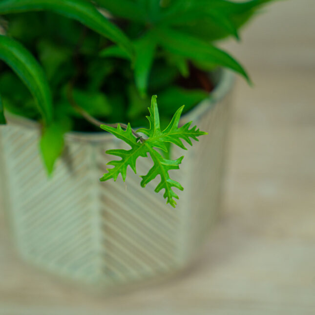 paproc-doryopteris-pedata (3) paproc-doryopteris-pedata