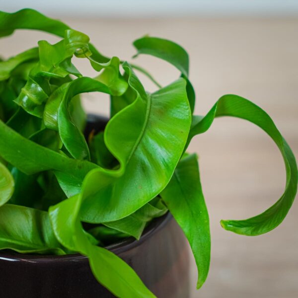 paproc-zanokcica-asplenium-antiquum-hurricane (2) paproc-zanokcica-asplenium-antiquum-hurricane