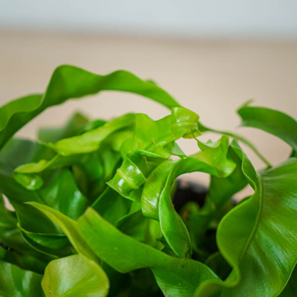 paproc-zanokcica-asplenium-antiquum-hurricane (3) paproc-zanokcica-asplenium-antiquum-hurricane