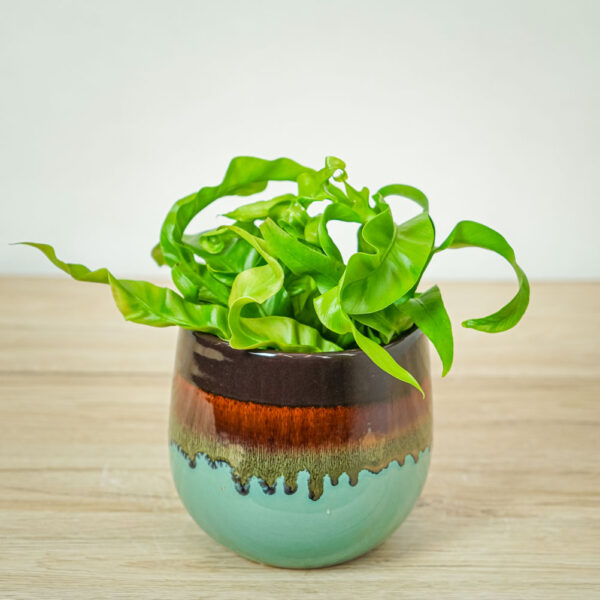 paproc-zanokcica-asplenium-antiquum-hurricane
