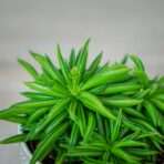 peperomia-happy-bean-fereirae