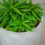 peperomia-happy-bean-fereirae (3)