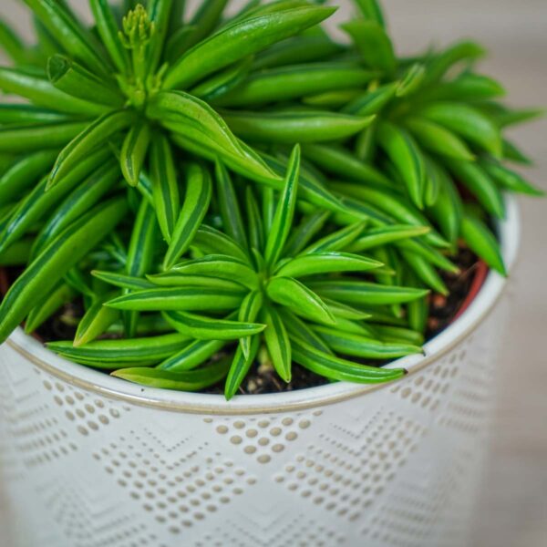 peperomia-happy-bean-fereirae (3) peperomia-happy-bean-fereirae (3)