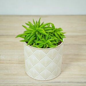 peperomia-happy-bean-fereirae