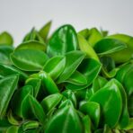 peperomia-pixie