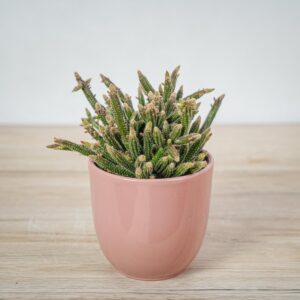 rhipsalis-baccifera-horrida-patyczak