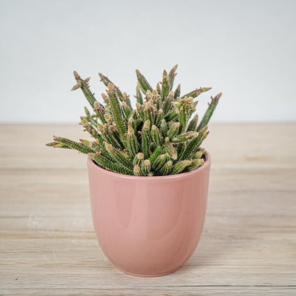 rhipsalis-baccifera-horrida-patyczak rhipsalis-baccifera-horrida-patyczak
