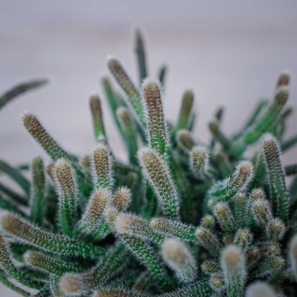 rhipsalis-baccifera-horrida-patyczak (2) rhipsalis-baccifera-horrida-patyczak