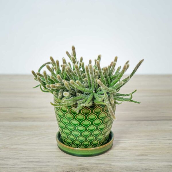 rhipsalis-baccifera-horrida-patyczak rhipsalis-baccifera-horrida-patyczak