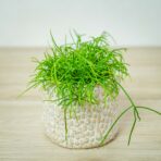 rhipsalis-cassutha-patyczak