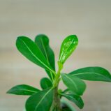 roza-pustyni-baby-adenium-obesum