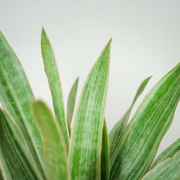 sansevieria-aubrytiana-metallica (2) sansevieria-aubrytiana-metallica