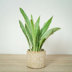 sansevieria-aubrytiana-metallica