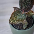 storczyk-anoectochilus-burmannicus-jewel-orchid