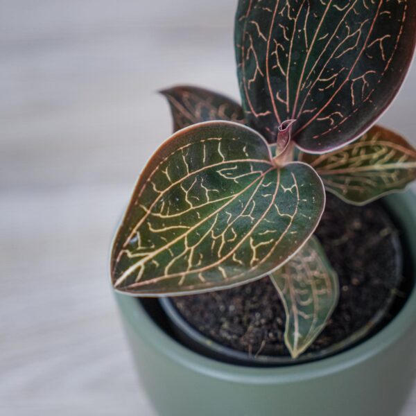 storczyk-anoectochilus-burmannicus-jewel-orchid (2) storczyk-anoectochilus-burmannicus-jewel-orchid