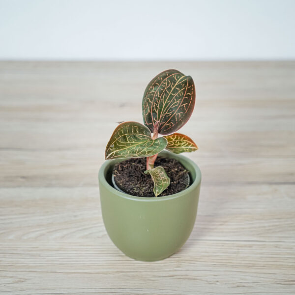 storczyk-anoectochilus-burmannicus-jewel-orchid storczyk-anoectochilus-burmannicus-jewel-orchid