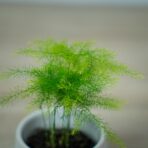 szparag-pierzasty-baby-asparagus-plumosus