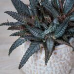 pilea-involucrata-dark-mystery