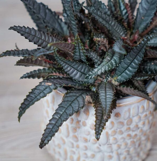 pilea-involucrata-dark-mystery pilea-involucrata-dark-mystery
