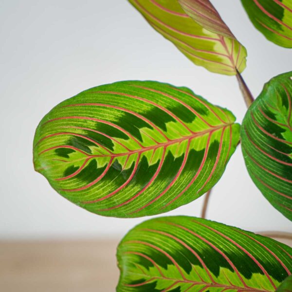 maranta-leuconeura-fascinator-tricolor maranta-leuconeura-fascinator-tricolor