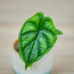 alokazja-dragon-scale-baby-alocasia