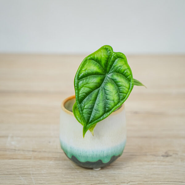 alokazja-dragon-scale-baby-alocasia alokazja-dragon-scale-baby-alocasia