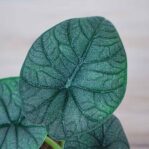 alokazja-melo-alocasia