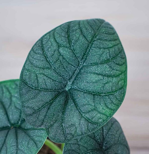 alokazja-melo-alocasia (2) alokazja-melo-alocasia