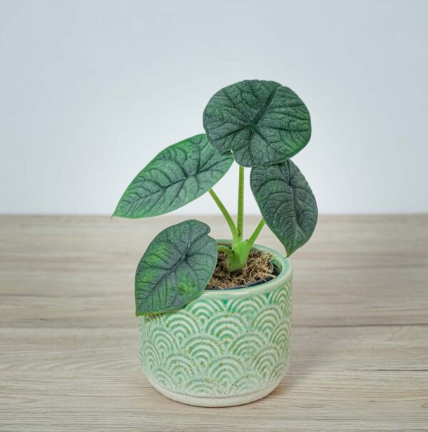 alokazja-melo-alocasia alokazja-melo-alocasia