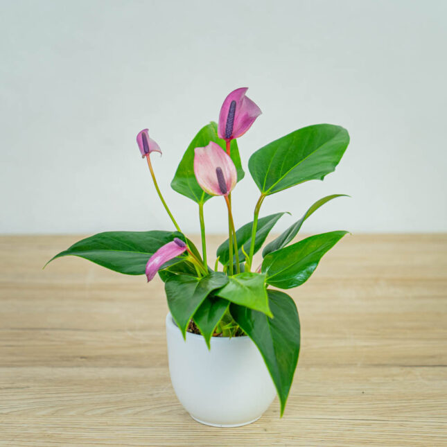 anthurium-zizou