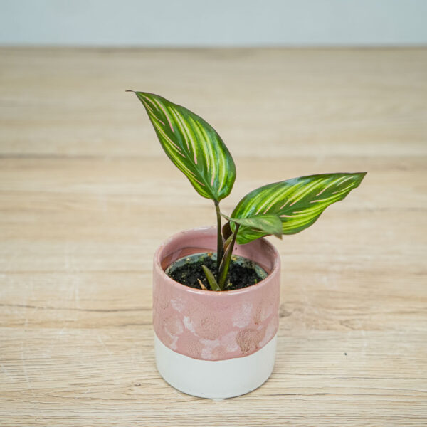 calathea-beauty-star-baby calathea-beauty-star-baby