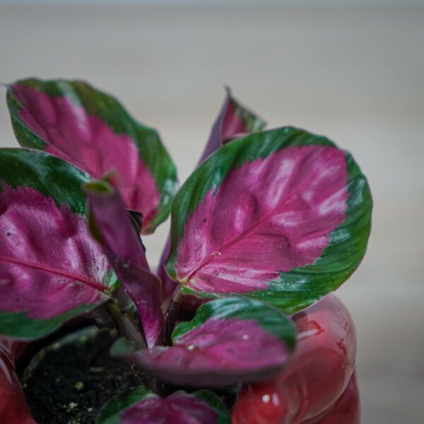 calathea-roseopicta-rosy-baby (2) calathea-roseopicta-rosy-baby
