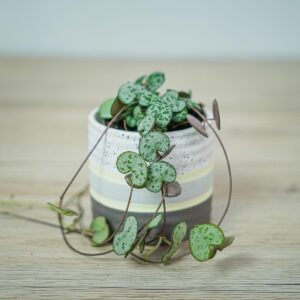 ceropegia-woodii-baby