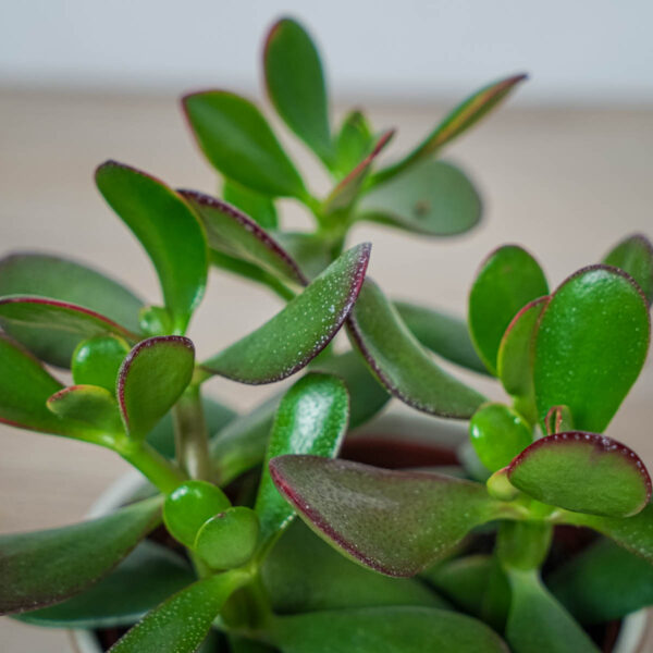 crassula-ovata-sunset-grubosz (2) crassula-ovata-sunset-grubosz