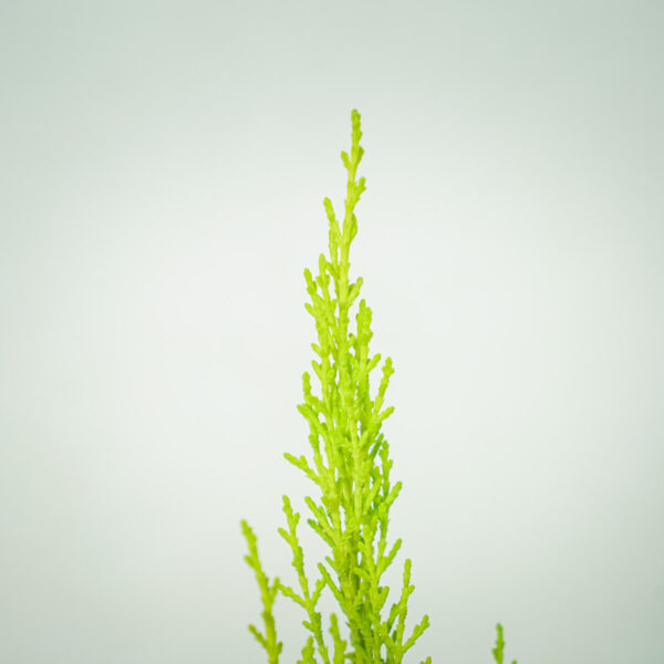 cyprysik-goldcrest-wilma-cupressus-macrocarpa (2) cyprysik-goldcrest-wilma-cupressus-macrocarpa