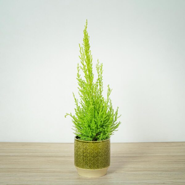 cyprysik-goldcrest-wilma-cupressus-macrocarpa