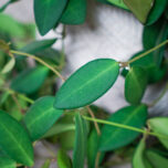 hoya-burtoniae